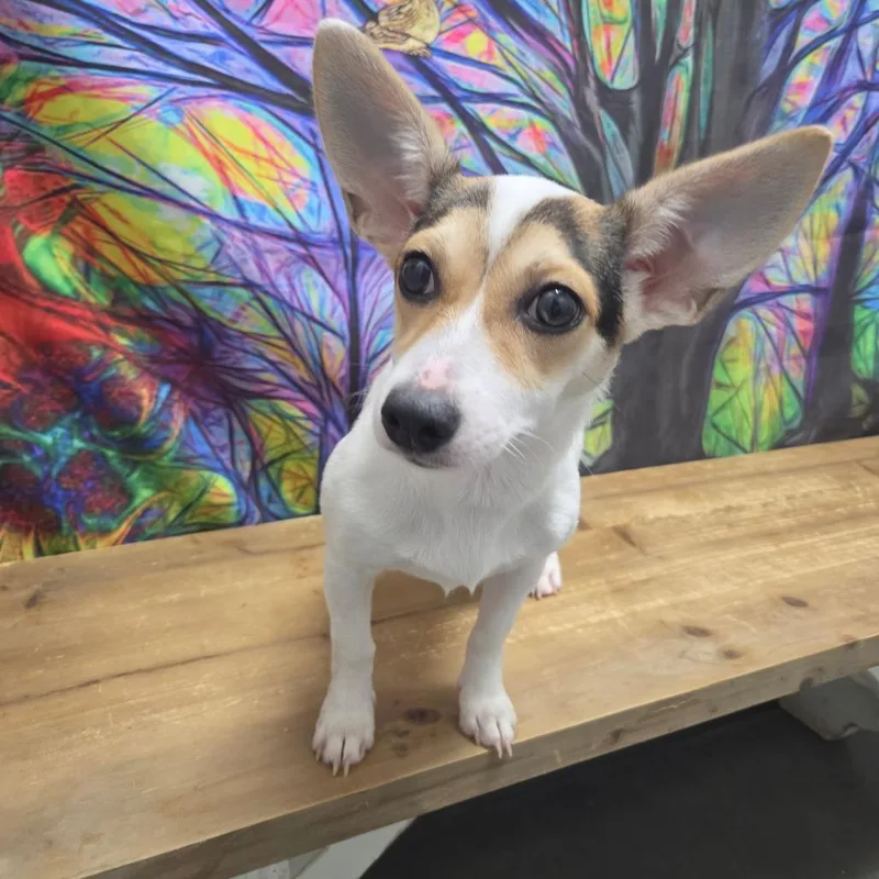 Daisy Joe thumbnail 4
