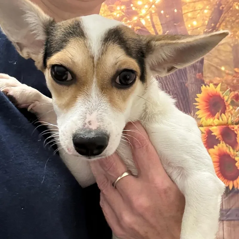 Daisy Joe thumbnail 5