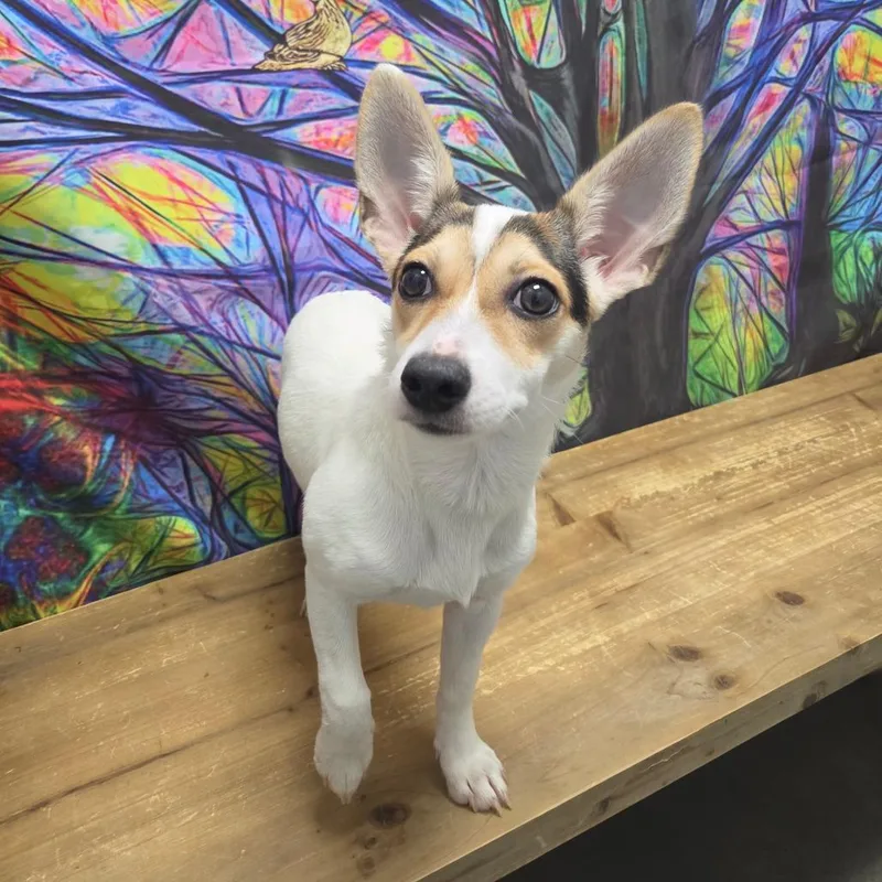 Daisy Joe thumbnail 6