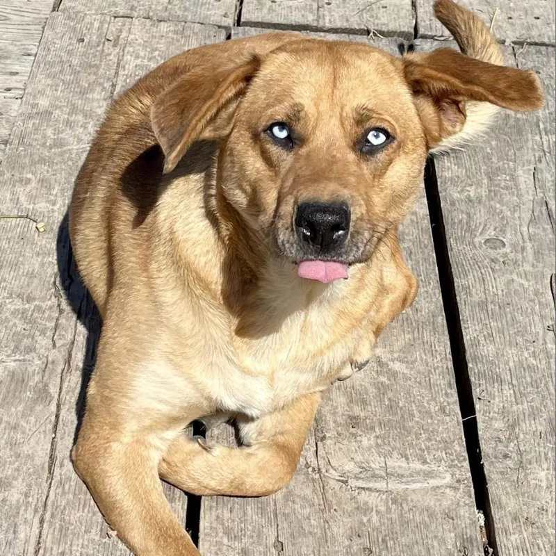 An adult medium-sized male Golden Mixed Breed dog named Atari for adoption in Dallas, TX