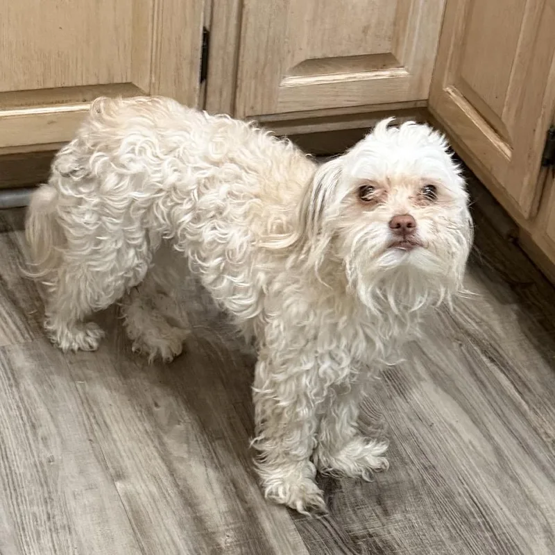 A young small-sized female Miniature Poodle dog named Myrtle Snow for adoption in Las Vegas, NV
