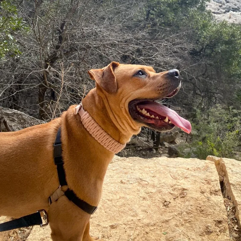 Nectarine thumbnail 3