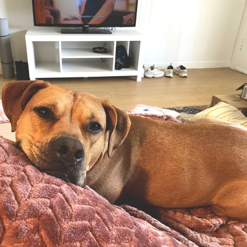 Nectarine thumbnail 4