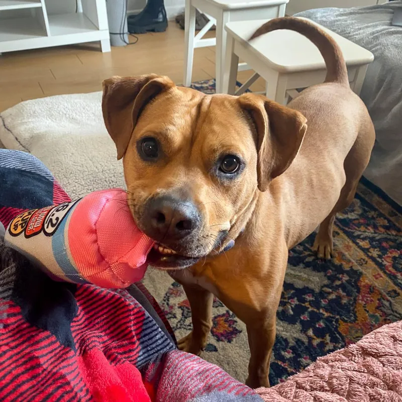 Nectarine thumbnail 5