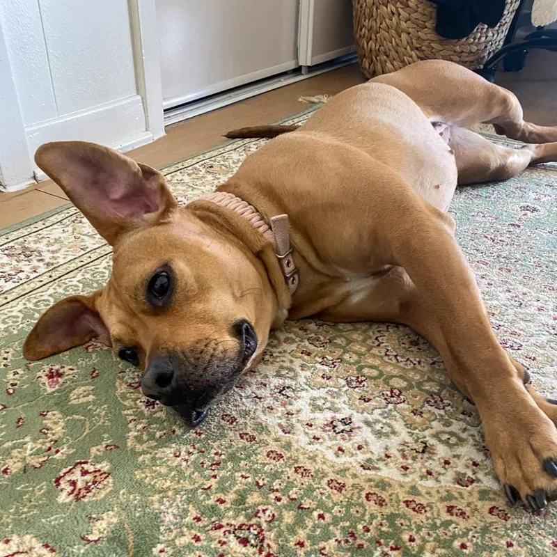 Nectarine thumbnail 6