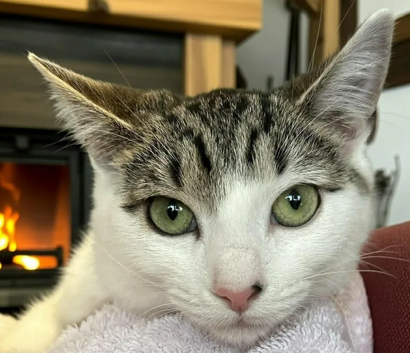 A baby small-sized female Tabby (Gray / Blue / Silver) Tabby cat named Squeak for adoption in Beckley, WV