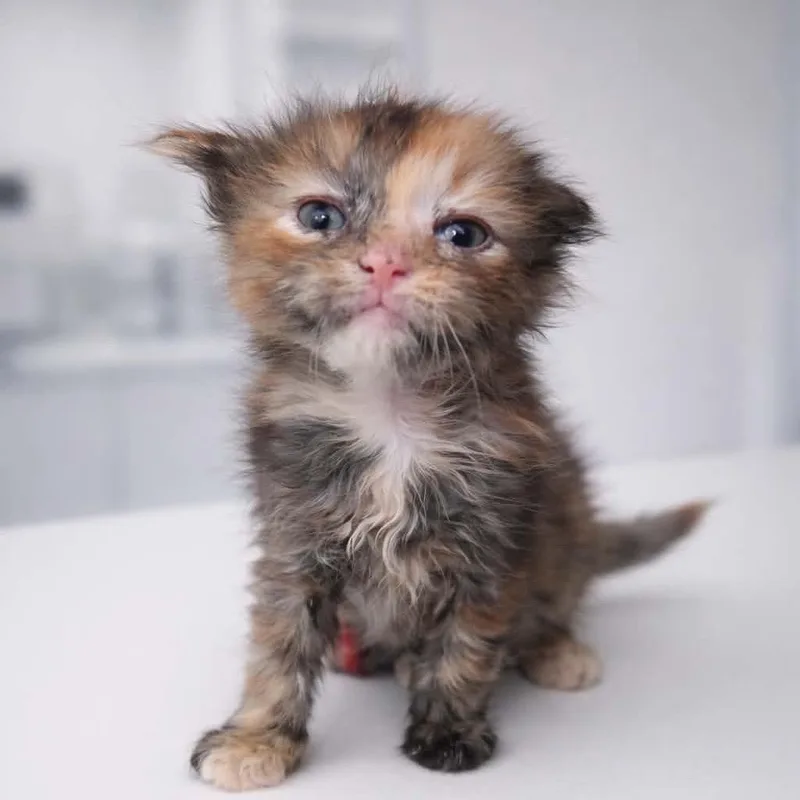 White Lightning thumbnail 2