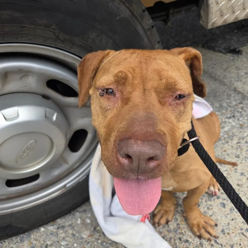 An adult medium-sized female Brown / Chocolate Mixed Breed dog named Pebble for adoption in Columbus, GA