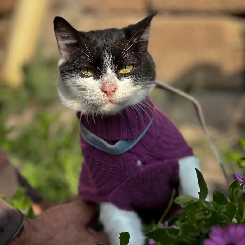 An adult medium-sized female Domestic Short Hair cat named Brandy for adoption in New York, NY