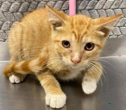 A young small-sized male Domestic Short Hair cat named Mango for adoption in Lampasas, TX
