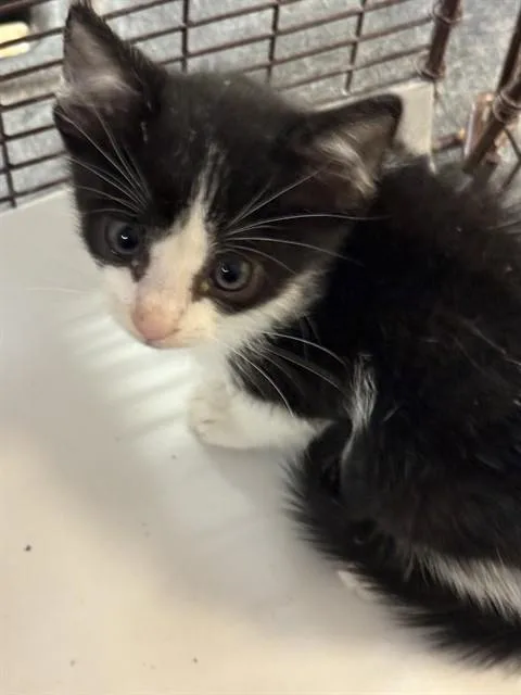 A baby small-sized male Domestic Short Hair cat named Jumpy for adoption in Miami, FL