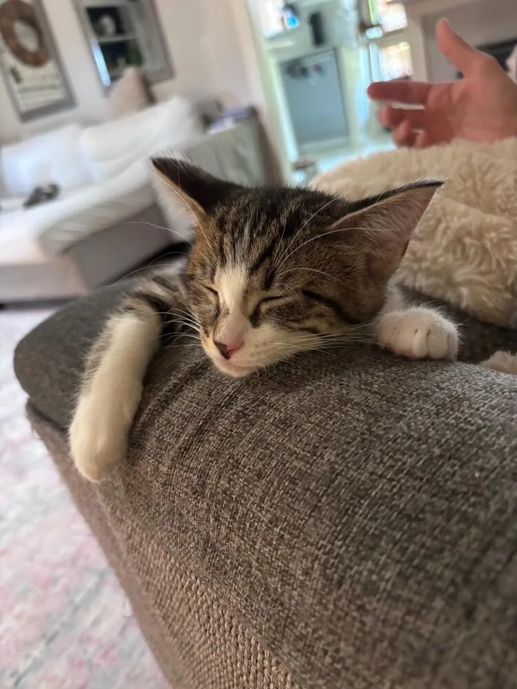 A baby medium-sized male Black & White / Tuxedo Tabby cat named Tuna for adoption in Richardson, TX
