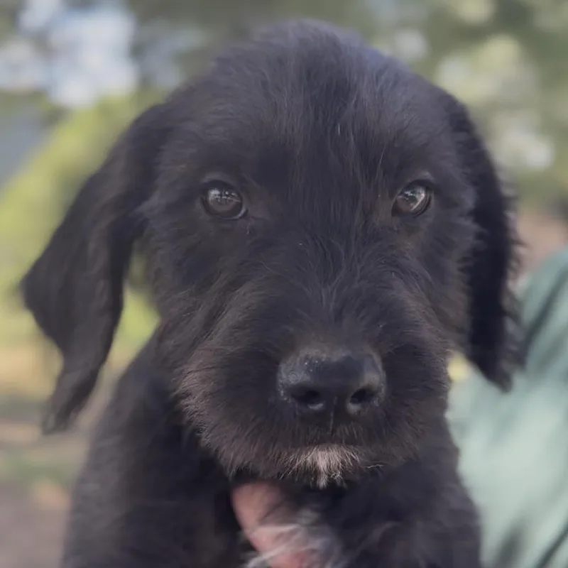 A baby small-sized male Black Golden Retriever dog named Bentley for adoption in Midland, TX