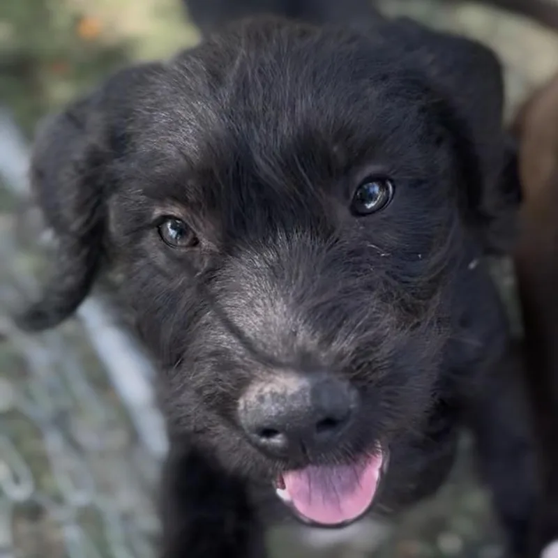 Bentley thumbnail 2
