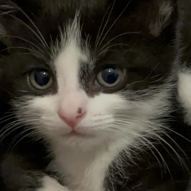 A baby small-sized female Black Domestic Short Hair cat named Chia for adoption in North Branford, CT