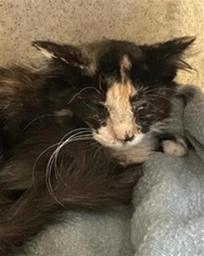 A baby small-sized female Domestic Short Hair cat named Amber for adoption in Sacramento, CA