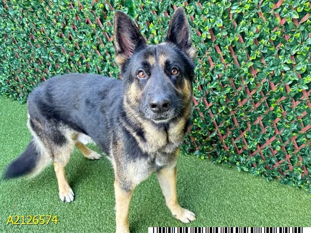 An adult large-sized male Mixed Breed dog named Zeus for adoption in West Palm Beach, FL