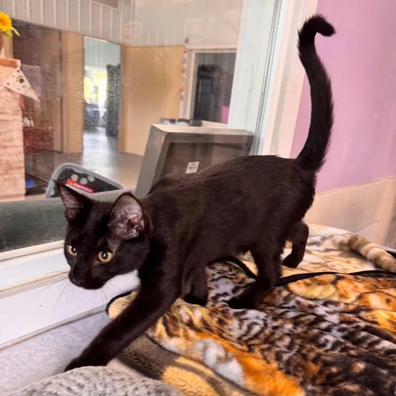 A baby small-sized male Black Domestic Short Hair cat named Neptune for adoption in Mondovi, WI