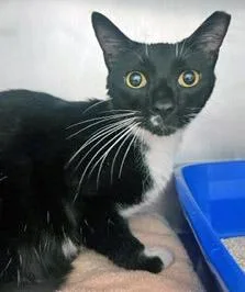 An adult medium-sized male Domestic Short Hair cat named Squirt for adoption in Fishers, IN