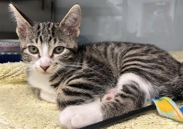 A baby small-sized female Domestic Short Hair cat named Cherry for adoption in Santa Cruz, CA