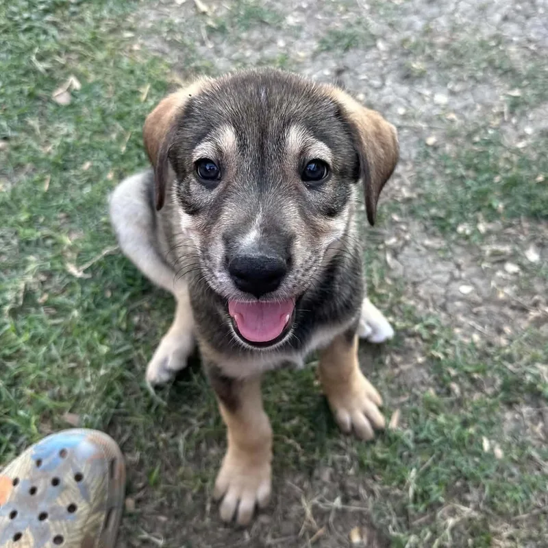 A baby large-sized female Brown / Chocolate Shepherd dog named Lana for adoption in Marion, TX