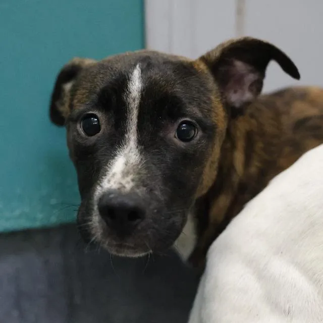 A young medium-sized male American Staffordshire Terrier dog named Oscar for adoption in San Antonio, TX