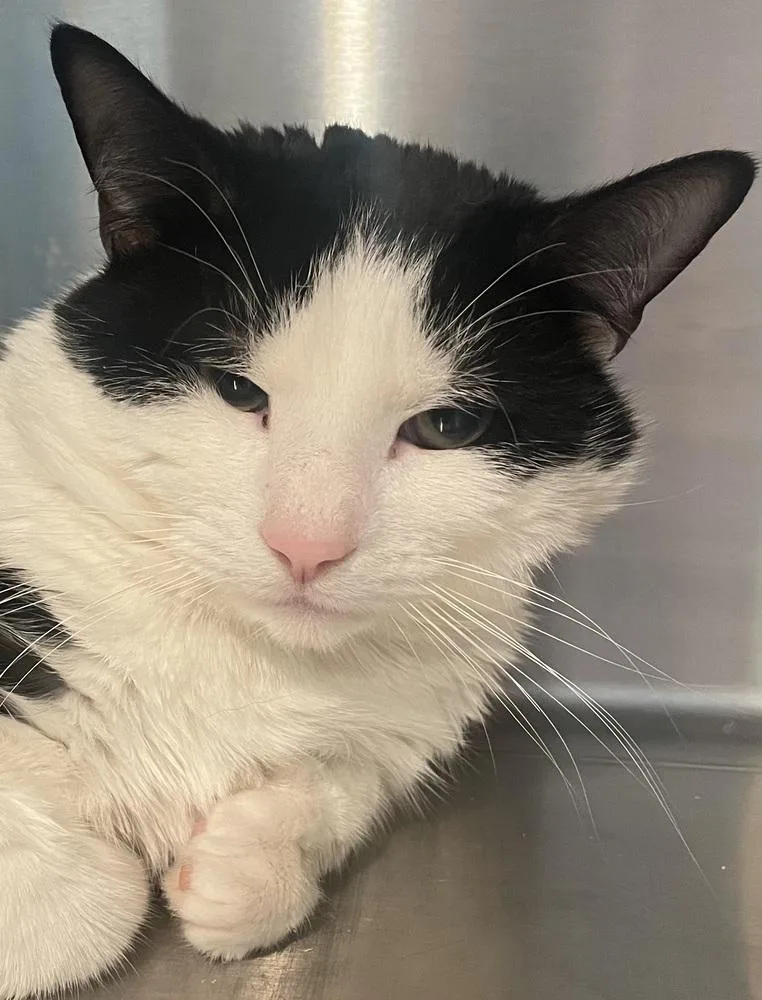 An adult medium-sized male Domestic Short Hair cat named Linden St Charlie for adoption in Southbury, CT