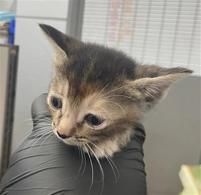 A baby medium-sized female Domestic Short Hair cat named Charlie for adoption in Dallas, TX