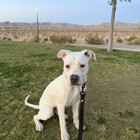 A young medium-sized male White / Cream Pit Bull Terrier dog named Quartz for adoption in Las Vegas, NV