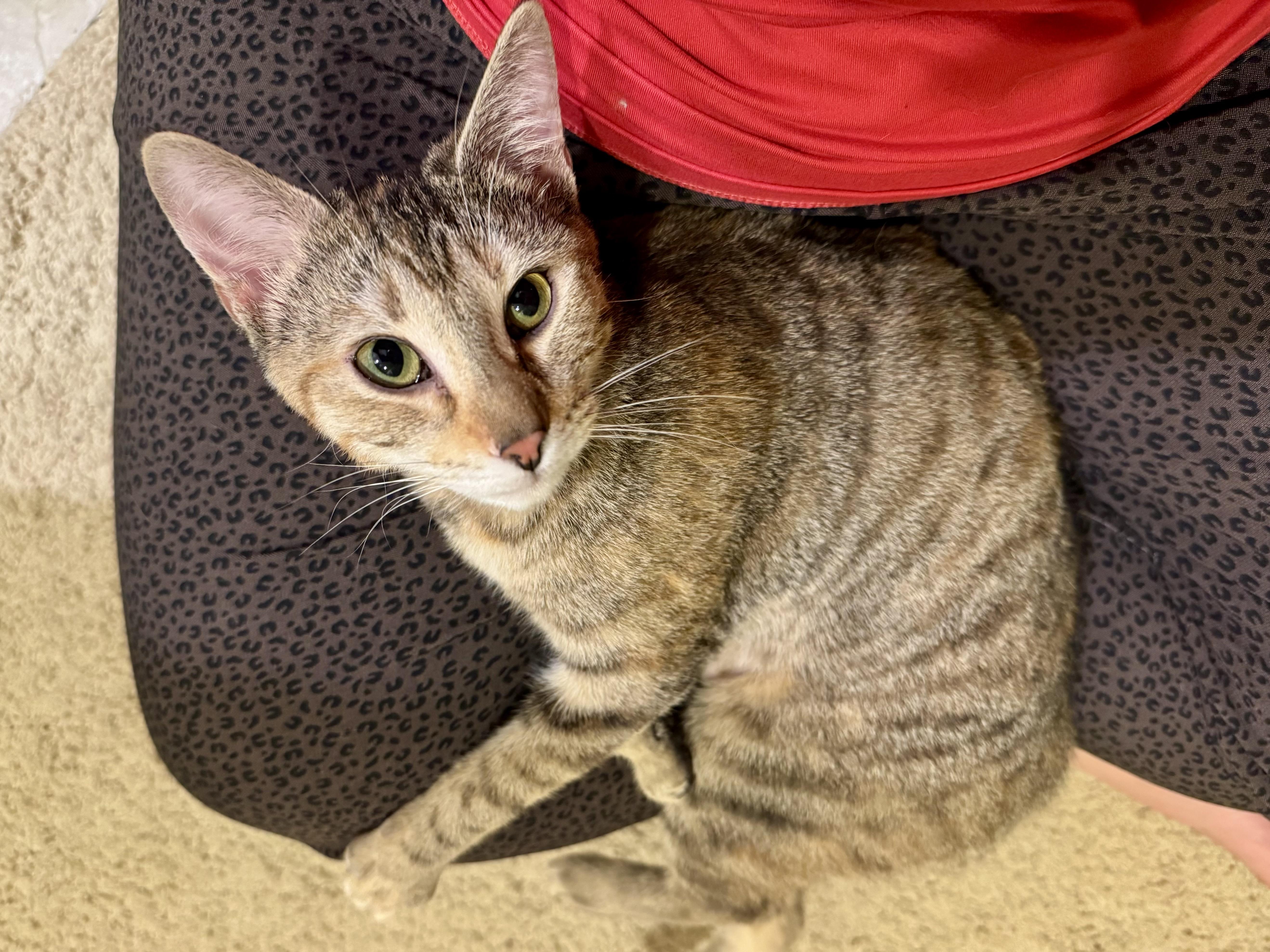 A young medium-sized female Domestic Short Hair cat named Honey for adoption in Carlsbad, CA