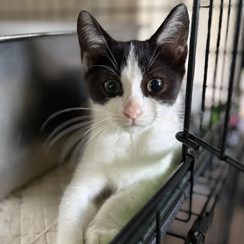 A baby medium-sized female Black & White / Tuxedo Domestic Short Hair cat named Kit Kat for adoption in Greensburg, PA