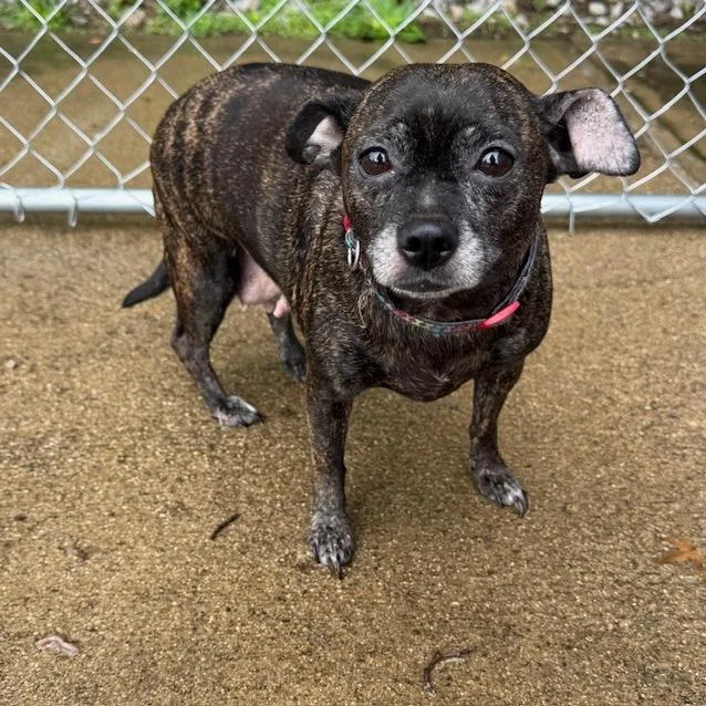 A senior small-sized female Brindle Chihuahua dog named Bella for adoption in Circleville, OH