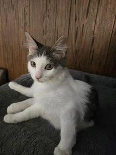 A baby small-sized male Gray / Blue / Silver Maine Coon cat named Theodore for adoption in Parlier, CA