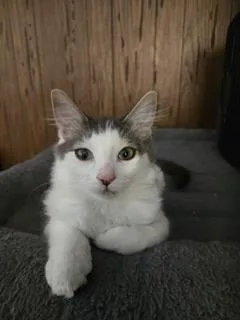 Theodore thumbnail 2