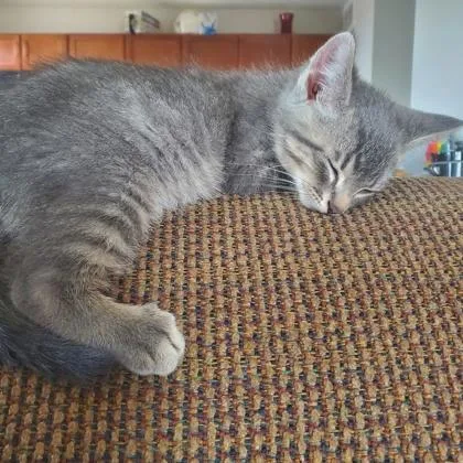 A baby small-sized male Domestic Short Hair cat named Maytag for adoption in Wheaton, IL