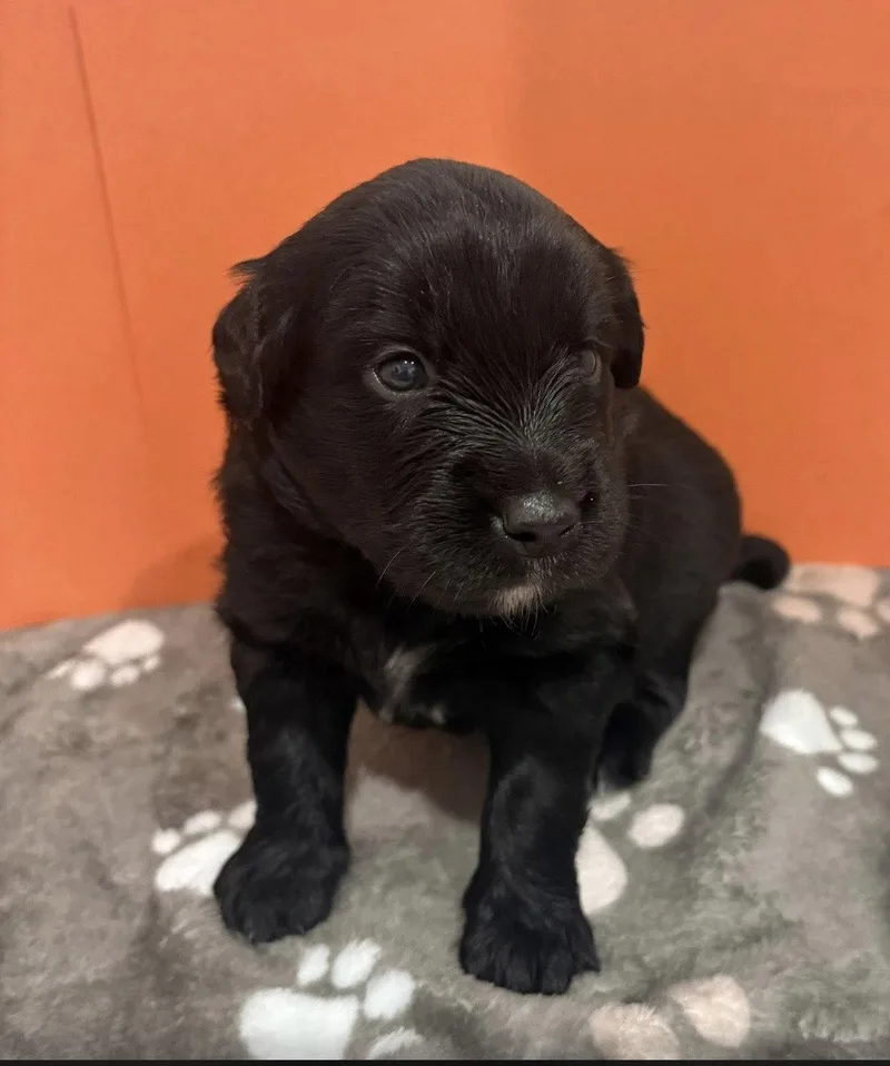 A young medium-sized male Australian Shepherd dog named Shadow for adoption in Euless, TX