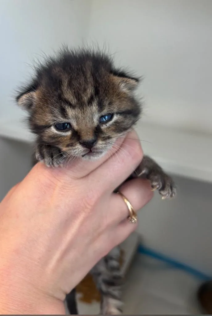 A baby small-sized male Domestic Short Hair cat named Dylan for adoption in Greenfield, IN