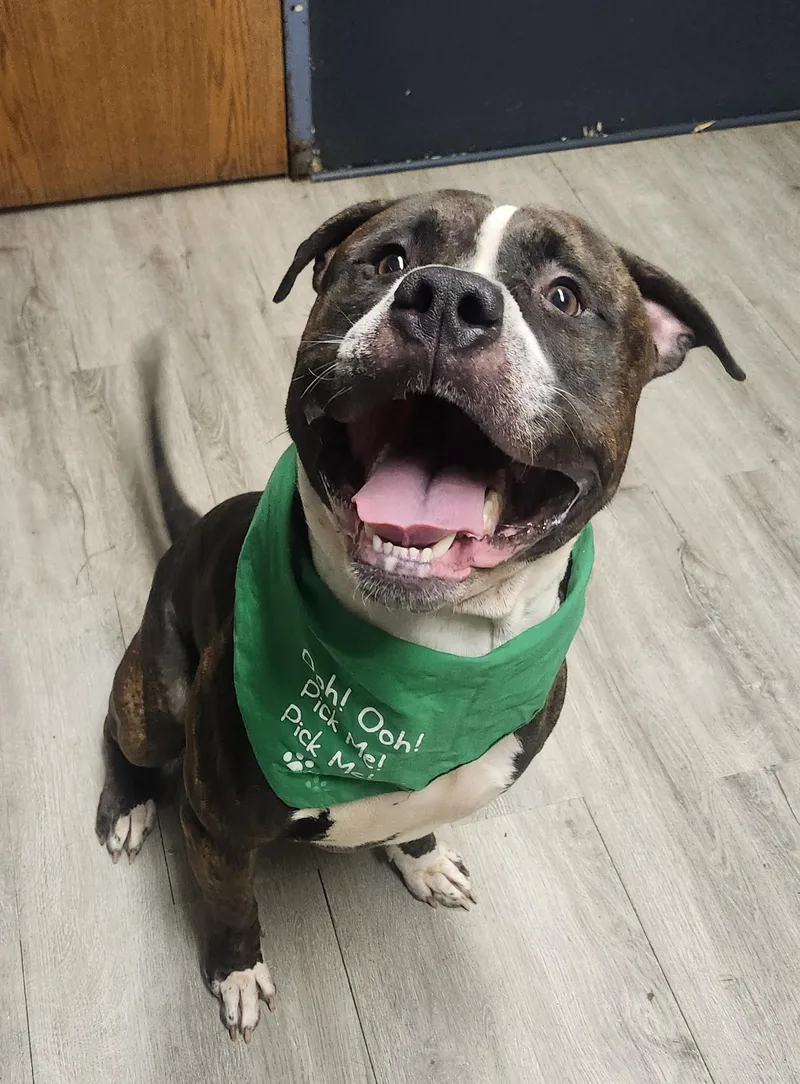 Snack Wrap thumbnail 2