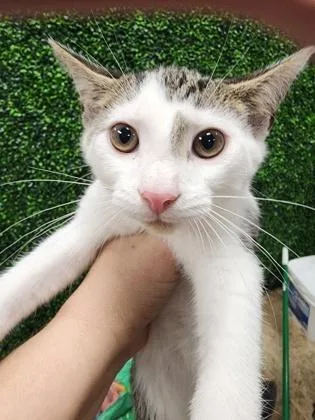 A baby small-sized male Domestic Short Hair cat named Quarry $ @ Petsmart for adoption in Seneca, SC