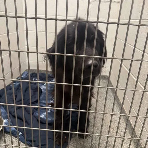 An adult large-sized female Black Mixed Breed dog named JASStray_ for adoption in Jeffersonville, IN