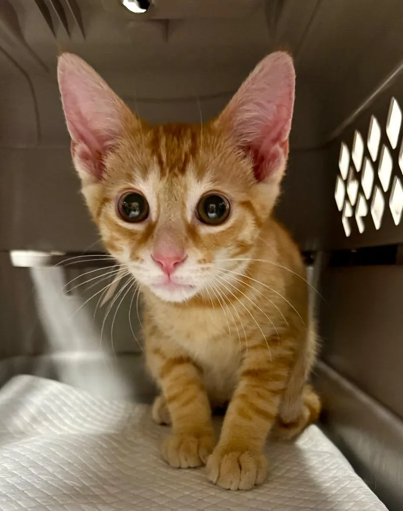 A baby medium-sized male Domestic Short Hair cat named Rae for adoption in Hartford City, IN