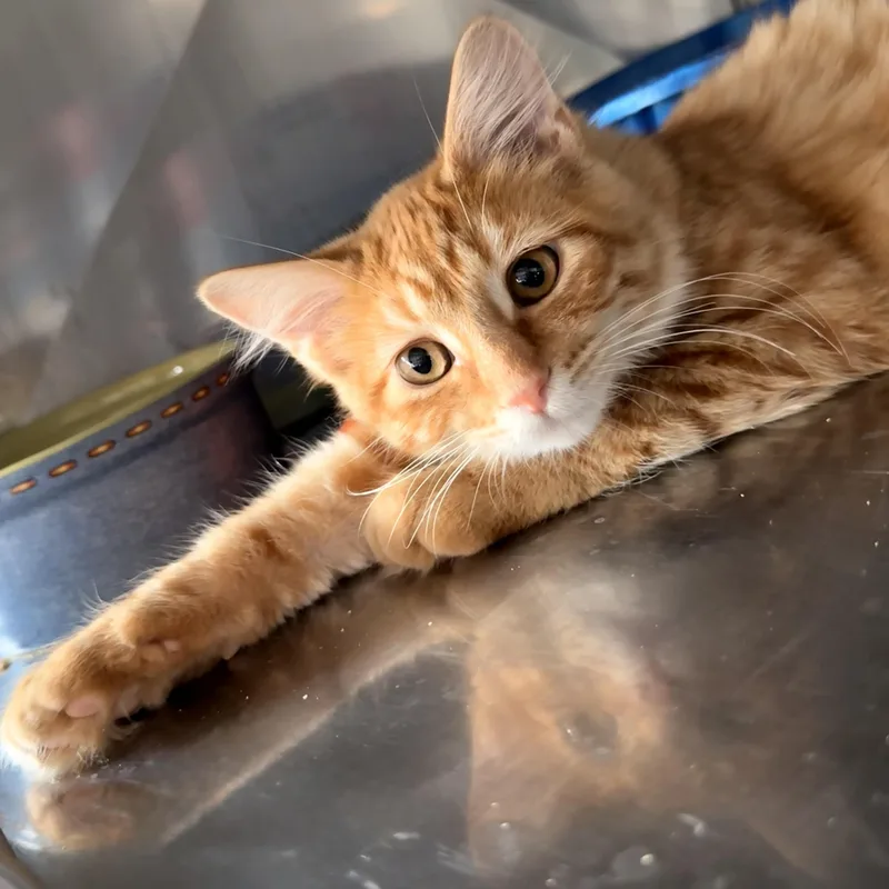 A young small-sized male Domestic Long Hair cat named Kerwin for adoption in Grand Rapids, MI