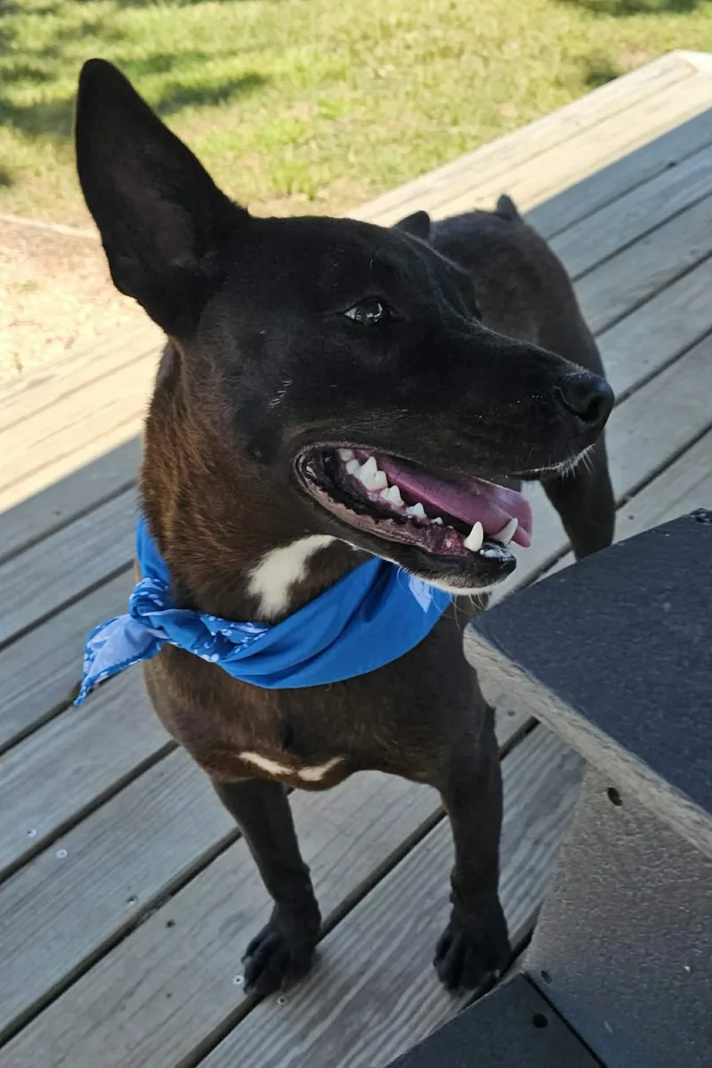 A young medium-sized male Black Australian Cattle Dog / Blue Heeler dog named Onyx for adoption in Houston, TX