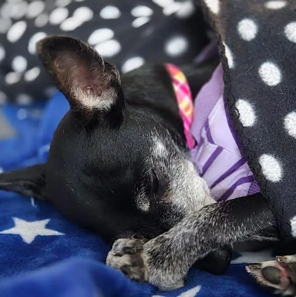 An adult small-sized female Chihuahua dog named Bella for adoption in Westland, MI