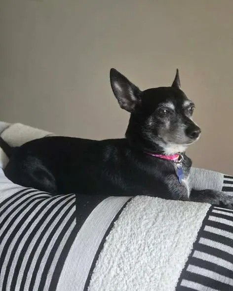 Bella thumbnail 4
