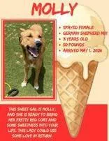 An adult medium-sized female Apricot / Beige Shepherd dog named Molly for adoption in Denton, TX