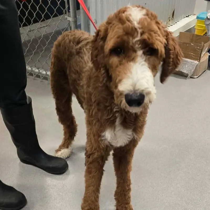 An adult medium-sized male Brown / Chocolate Bernadoodle dog named Teddy for adoption in Tylertown, MS