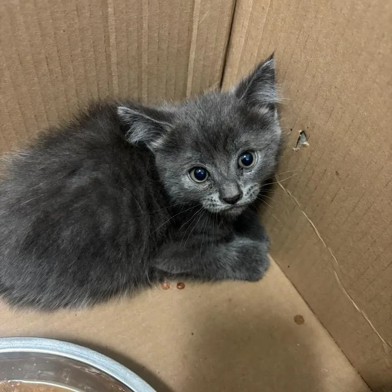 A baby small-sized male Gray / Blue / Silver Domestic Short Hair cat named Nash for adoption in Point Richmond, CA