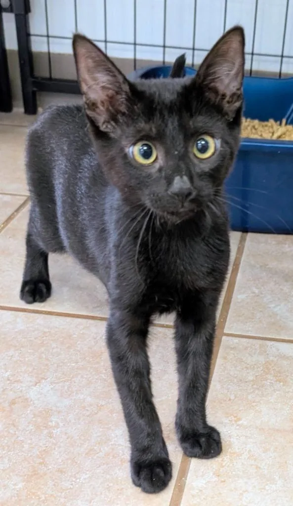 A baby medium-sized male Domestic Short Hair cat named O'Malley for adoption in Peoria, AZ