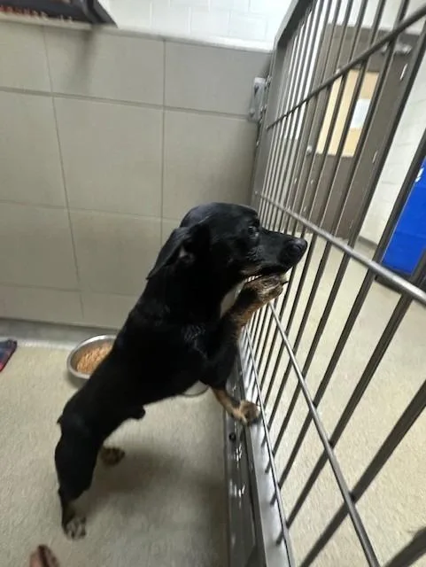 A young small-sized male Mixed Breed dog named Oscar for adoption in Rome, GA